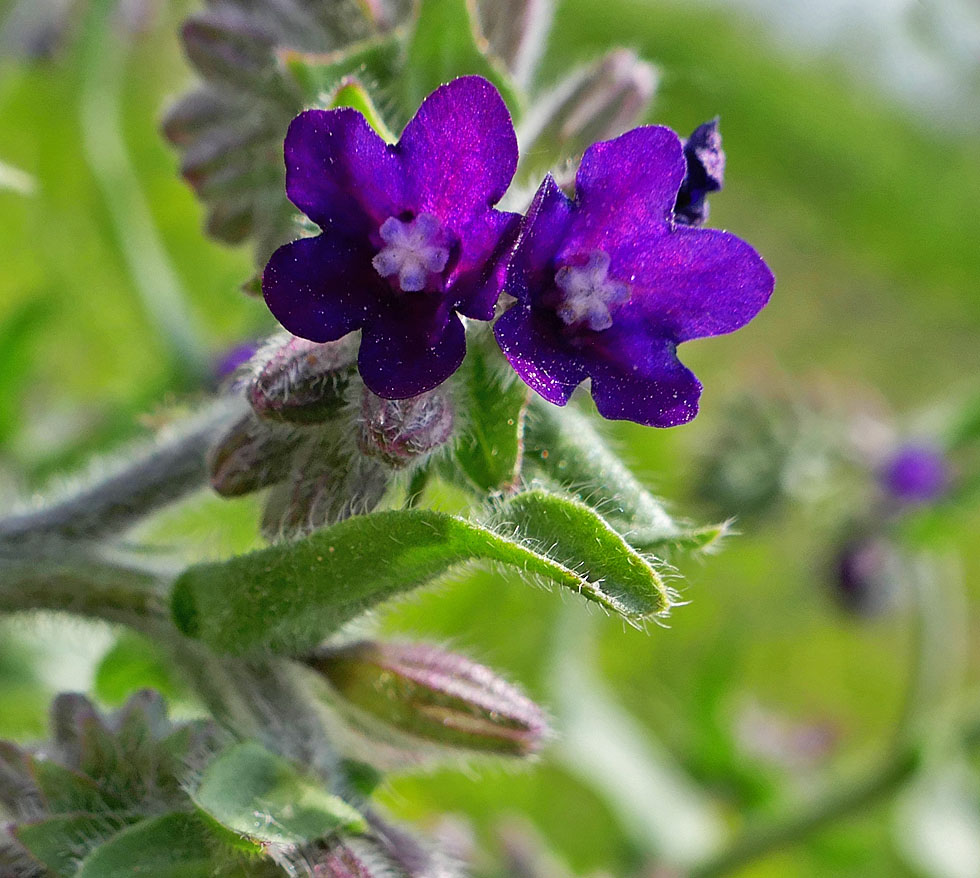 die Zunge (Blatt)