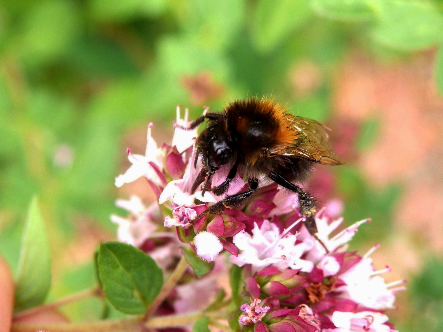 Die Zunge der Baumhummel (Bombus hypnorum) im Makro