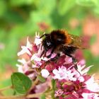 Die Zunge der Baumhummel (Bombus hypnorum) im Makro