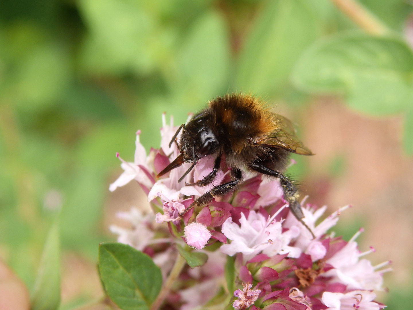 Die Zunge der Baumhummel (Bombus hypnorum) im Makro