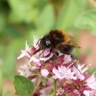 Die Zunge der Baumhummel (Bombus hypnorum) im Makro