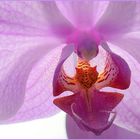 Die Zunge der Orchidee