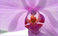 Die Zunge der Orchidee