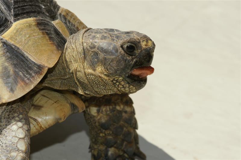 Die Zunge der Schildkröte