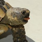 Die Zunge der Schildkröte