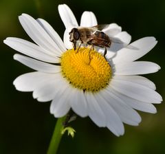 Die Zunge eingetaucht