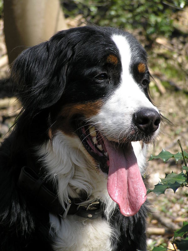 Die Zunge ist länger als die Schnautze...typisch Natur!