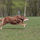 die Zunge schon mal aus dem Weg genommen