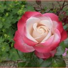 Die zur Zeit schönste Rose in unserm Garten