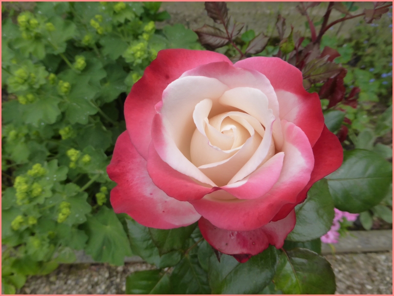Die zur Zeit schönste Rose in unserm Garten