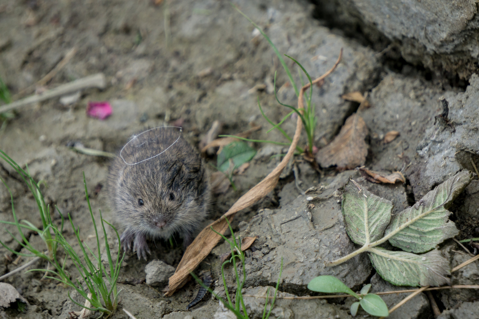 Die zutrauliche Babymaus