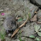 Die zutrauliche Babymaus