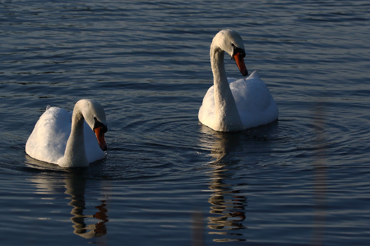 "Die Zwei" - Abends am See