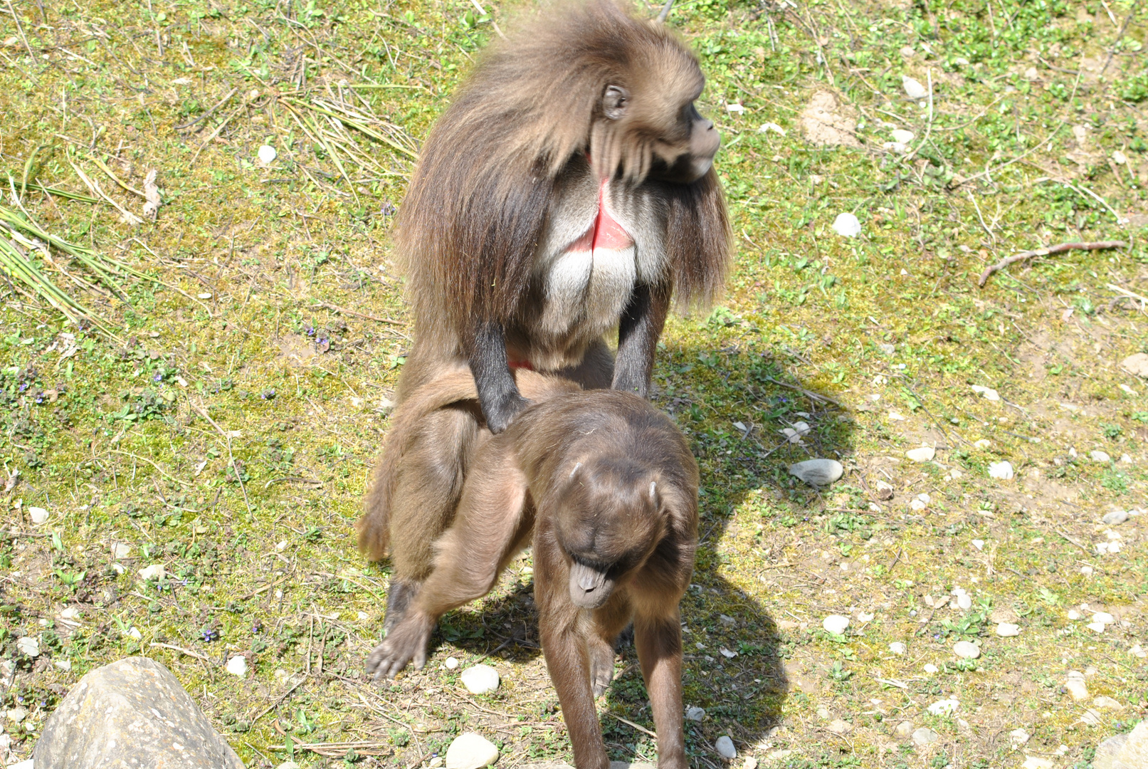 Die Zwei am Foto & Bild tiere, zoo, wildpark & falknerei