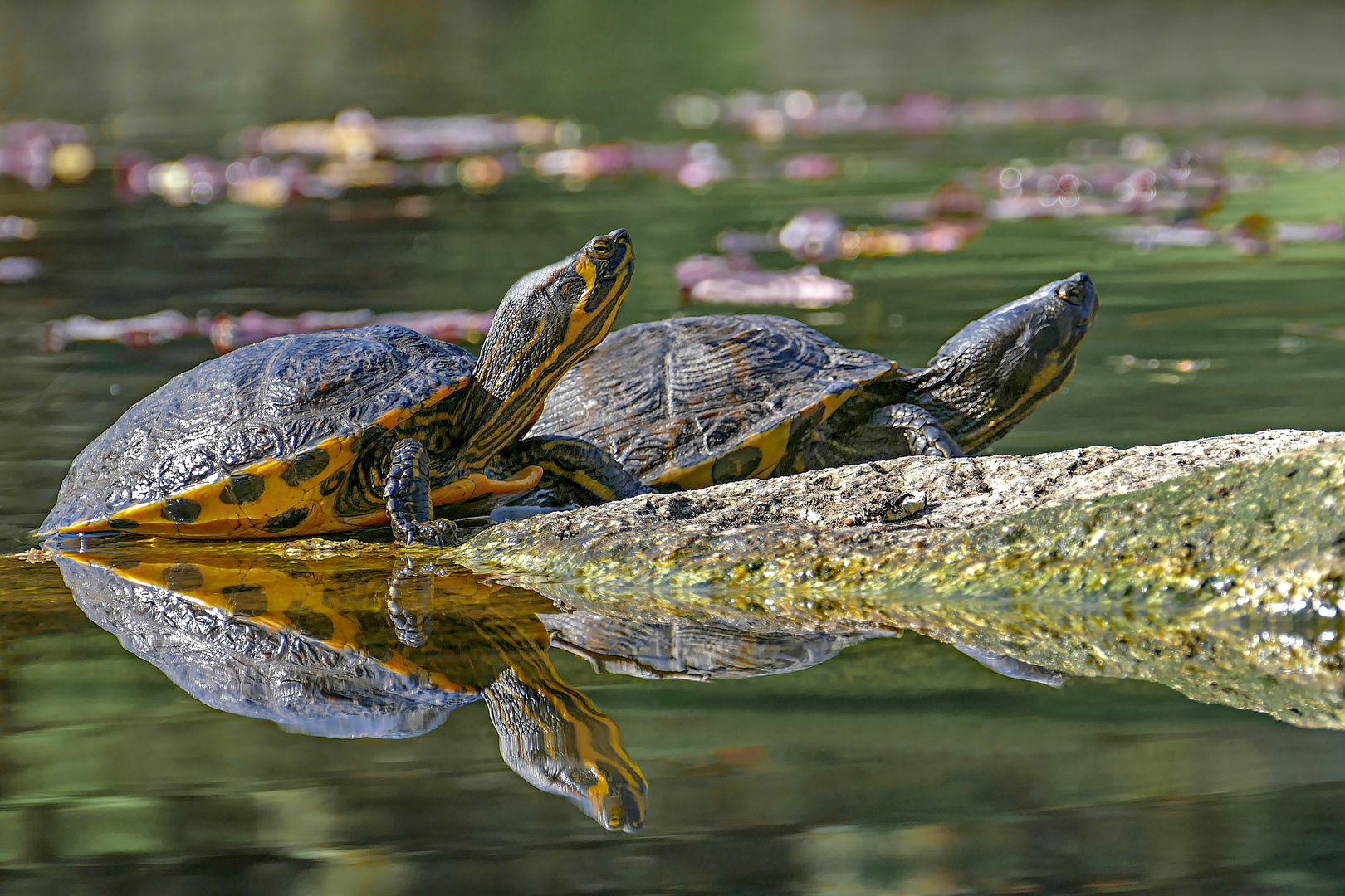 Die Zwei am Teich