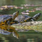 Die Zwei am Teich