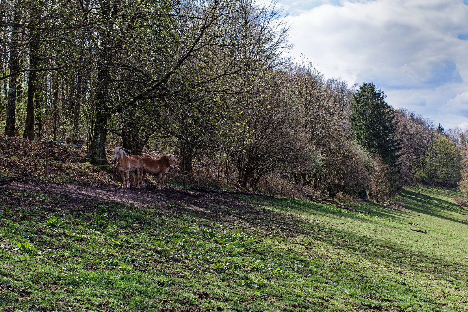 Die Zwei auf der Waldwiese