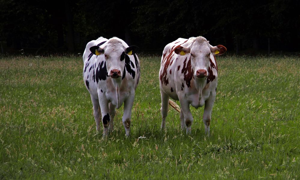 Die Zwei Foto & Bild wiese, natur, tiere Bilder auf