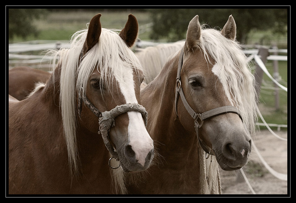 Die zwei Blondinen....