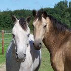 Die zwei Connemara - Ponys!