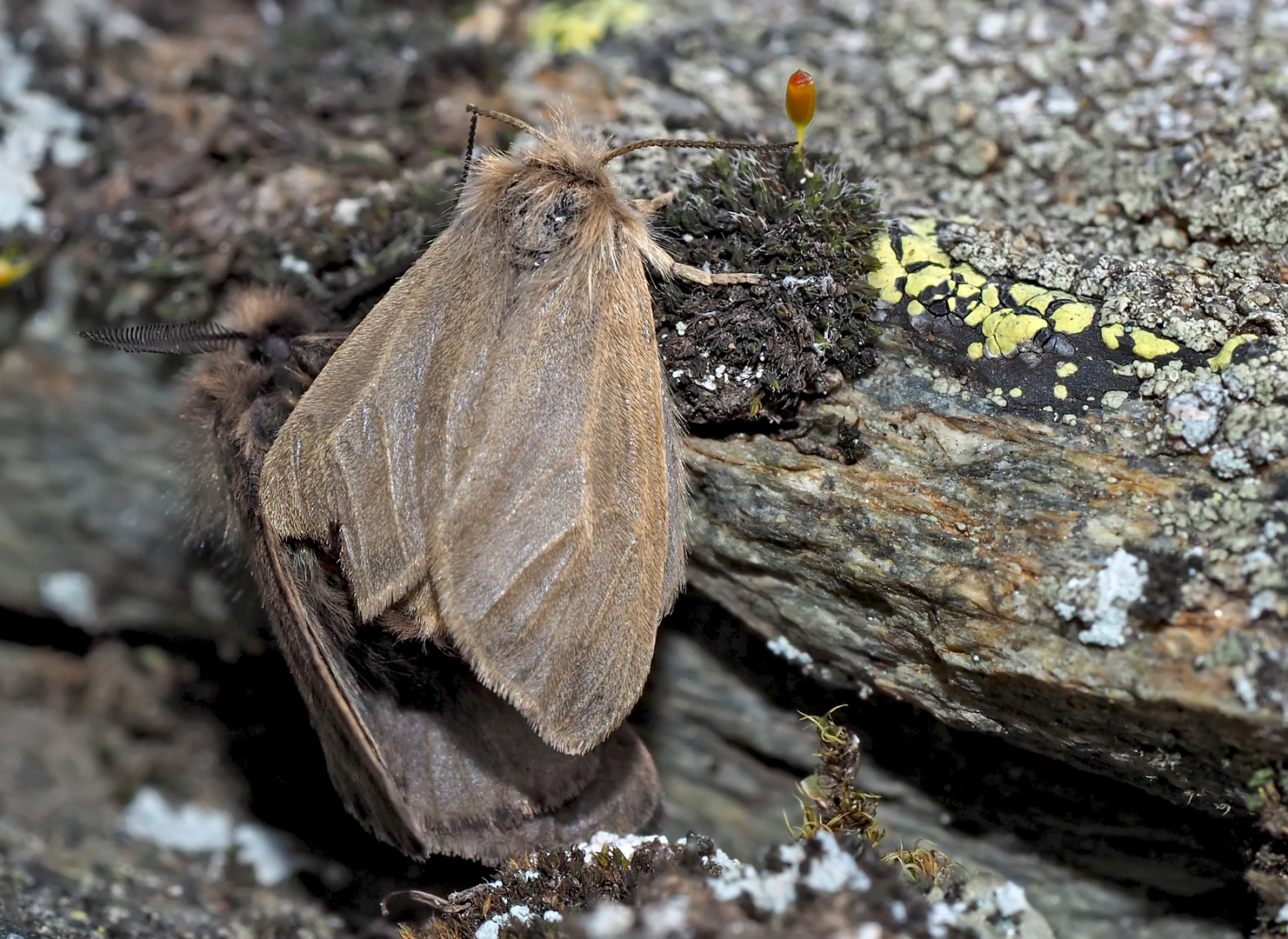 Die Zwei (Diaphora sordida)* geniessen die Bergwelt in vollen Zügen! - La Petite Mendiante!