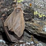 Die Zwei (Diaphora sordida)* geniessen die Bergwelt in vollen Zügen! - La Petite Mendiante!