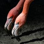 die zwei Flamingos