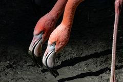 die zwei Flamingos