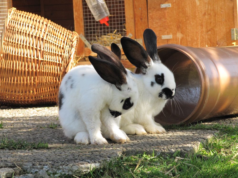 Die zwei Häschen vom Bauernhof