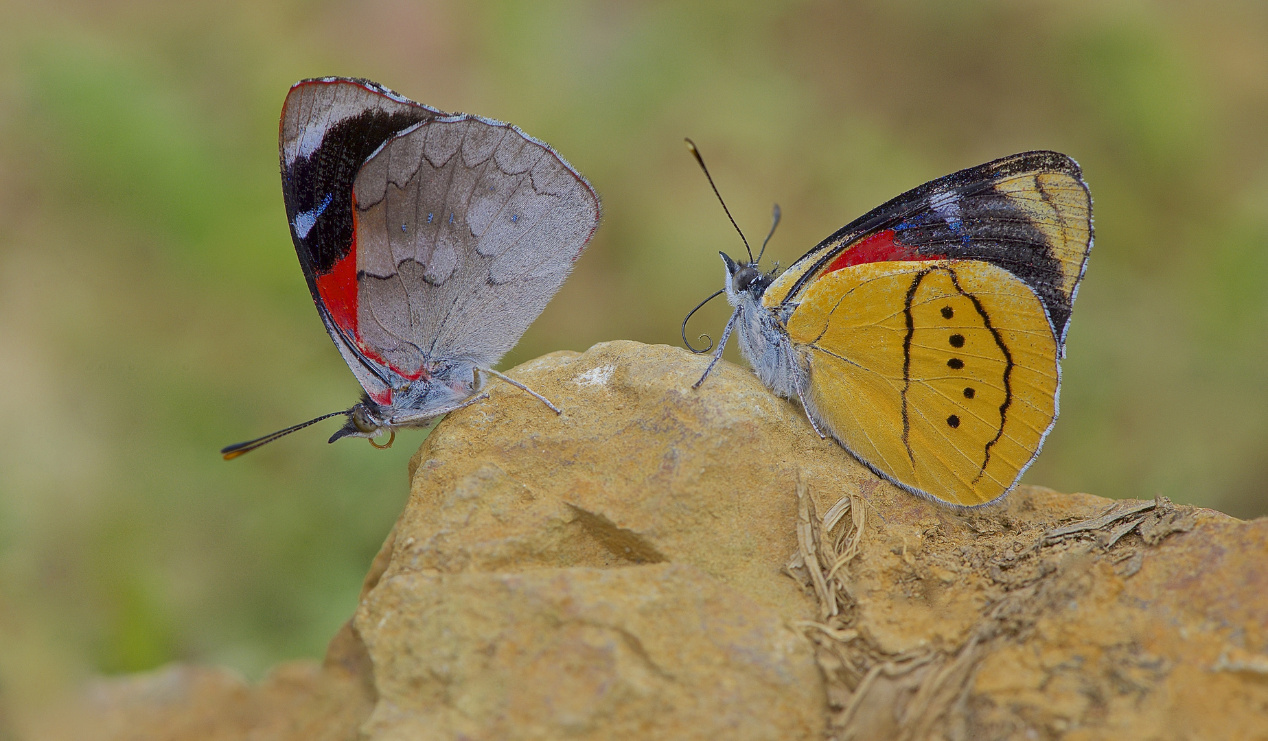 Die zwei Hübschen aus dem Nebelwald von Peru