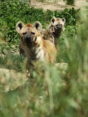 Die Zwei Hyänen im Zoo