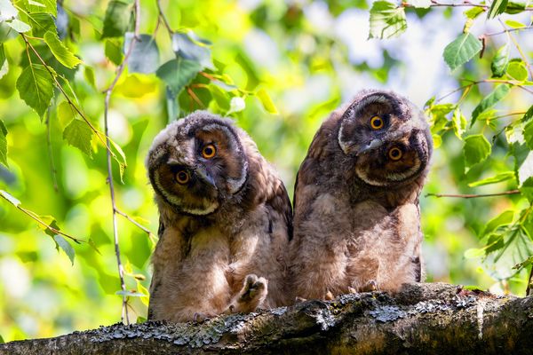 Die zwei Hypnotiseure
