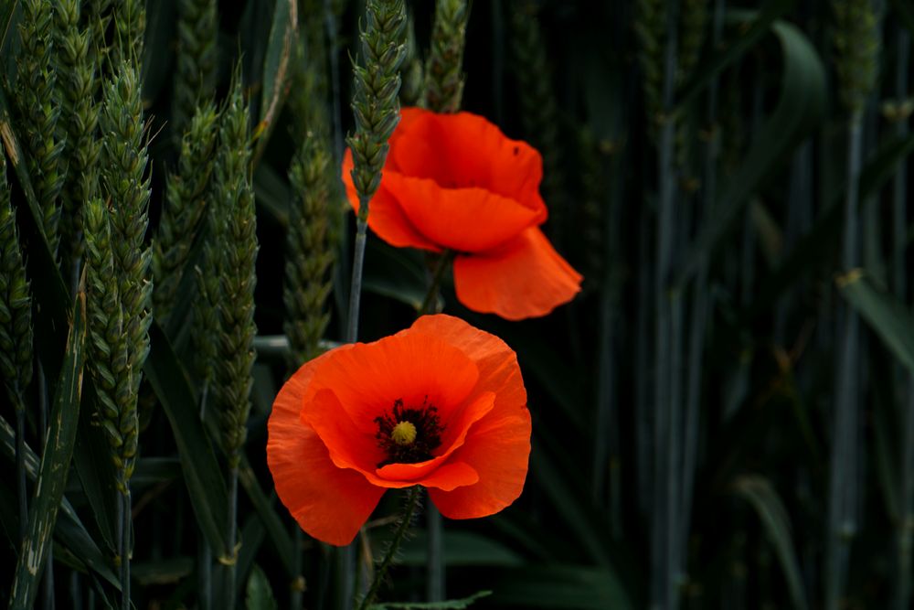 Die zwei im Kornfeld