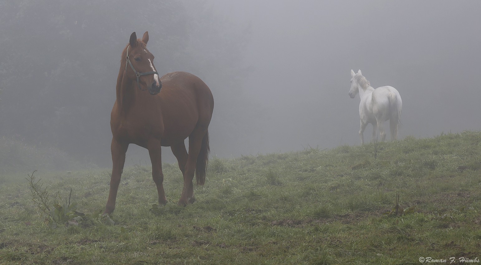 Die Zwei im Nebel