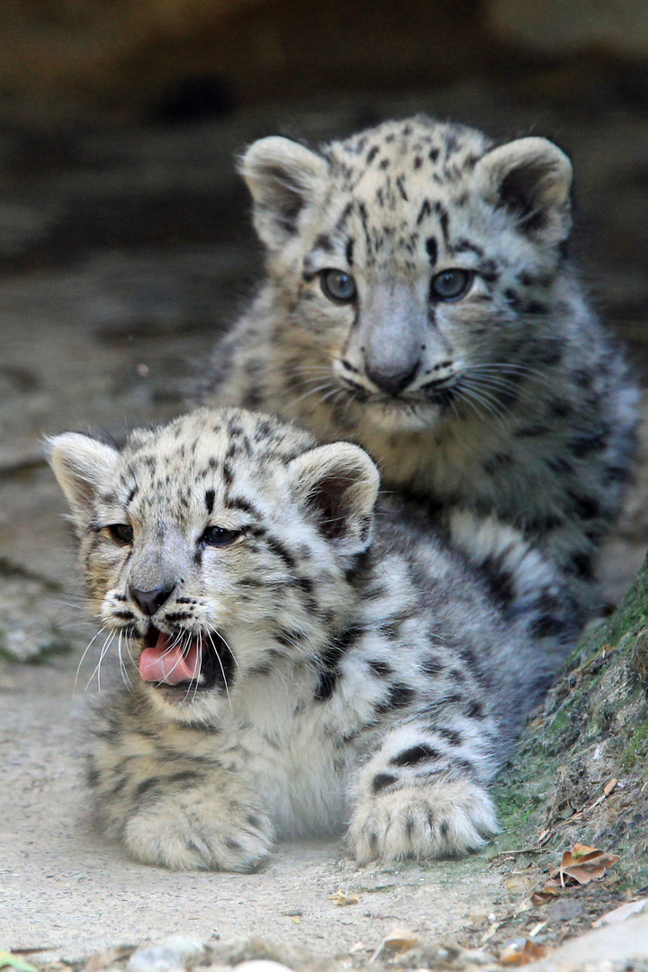 Die zwei Jungen vom Zoo Basel