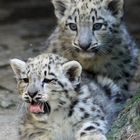 Die zwei Jungen vom Zoo Basel