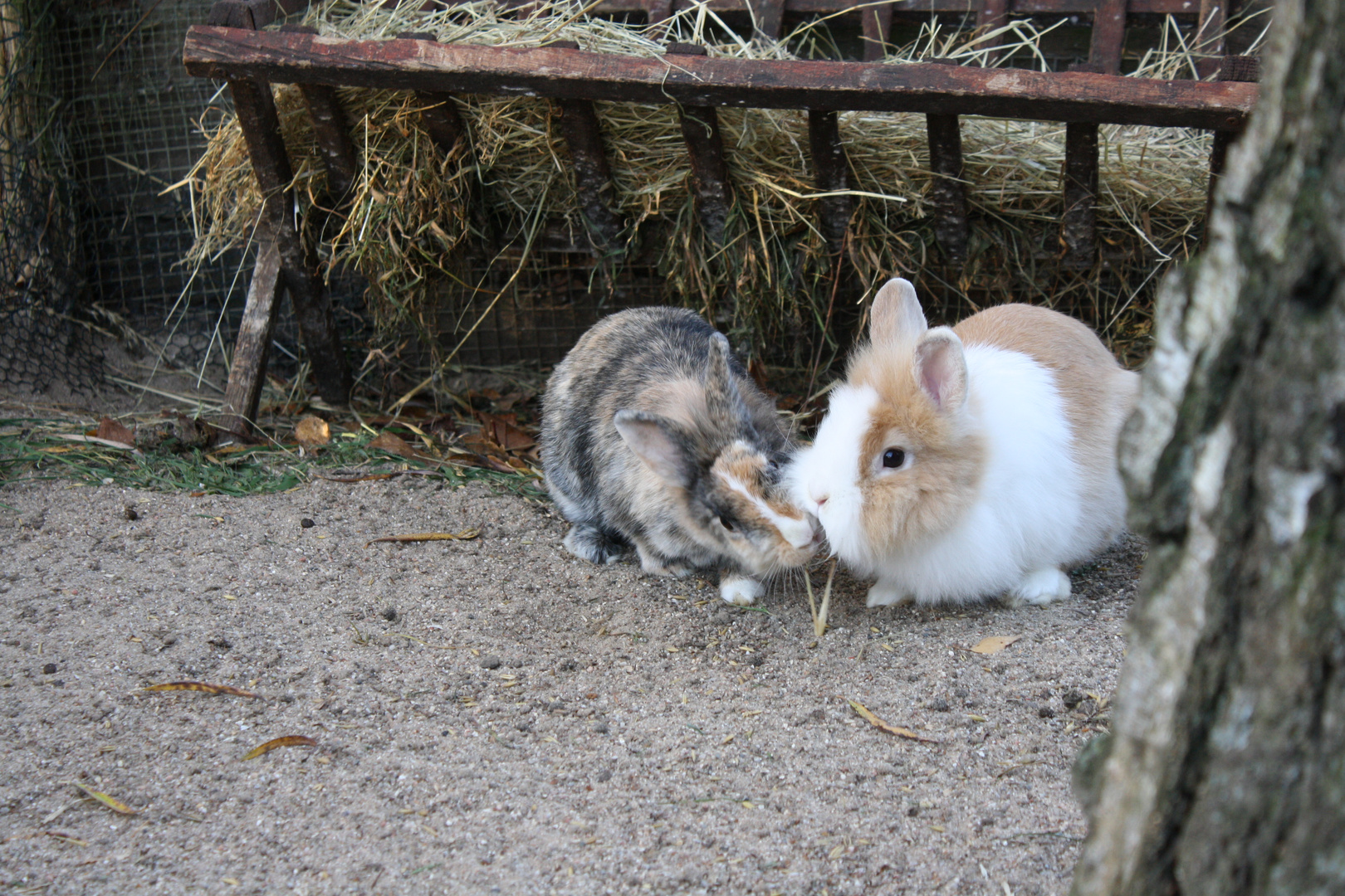 die Zwei Kaninchen