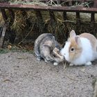 die Zwei Kaninchen