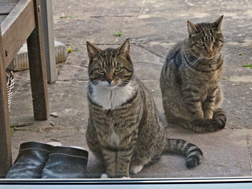 Die zwei Kater meiner Tochter Foto & Bild tiere, tierfreundschaften, natur Bilder auf