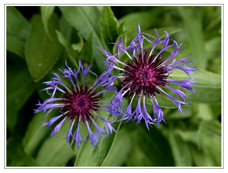 ...die zwei Kornblumen von Andi Gassner