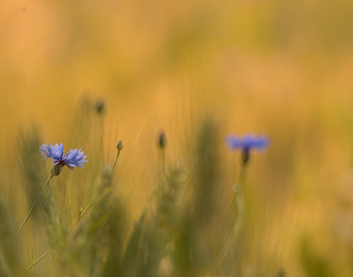 Die zwei Kornblumen