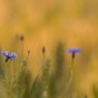 Die zwei Kornblumen