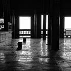 die zwei krüge, besuch im katzenkloster, inle see, burma 2011