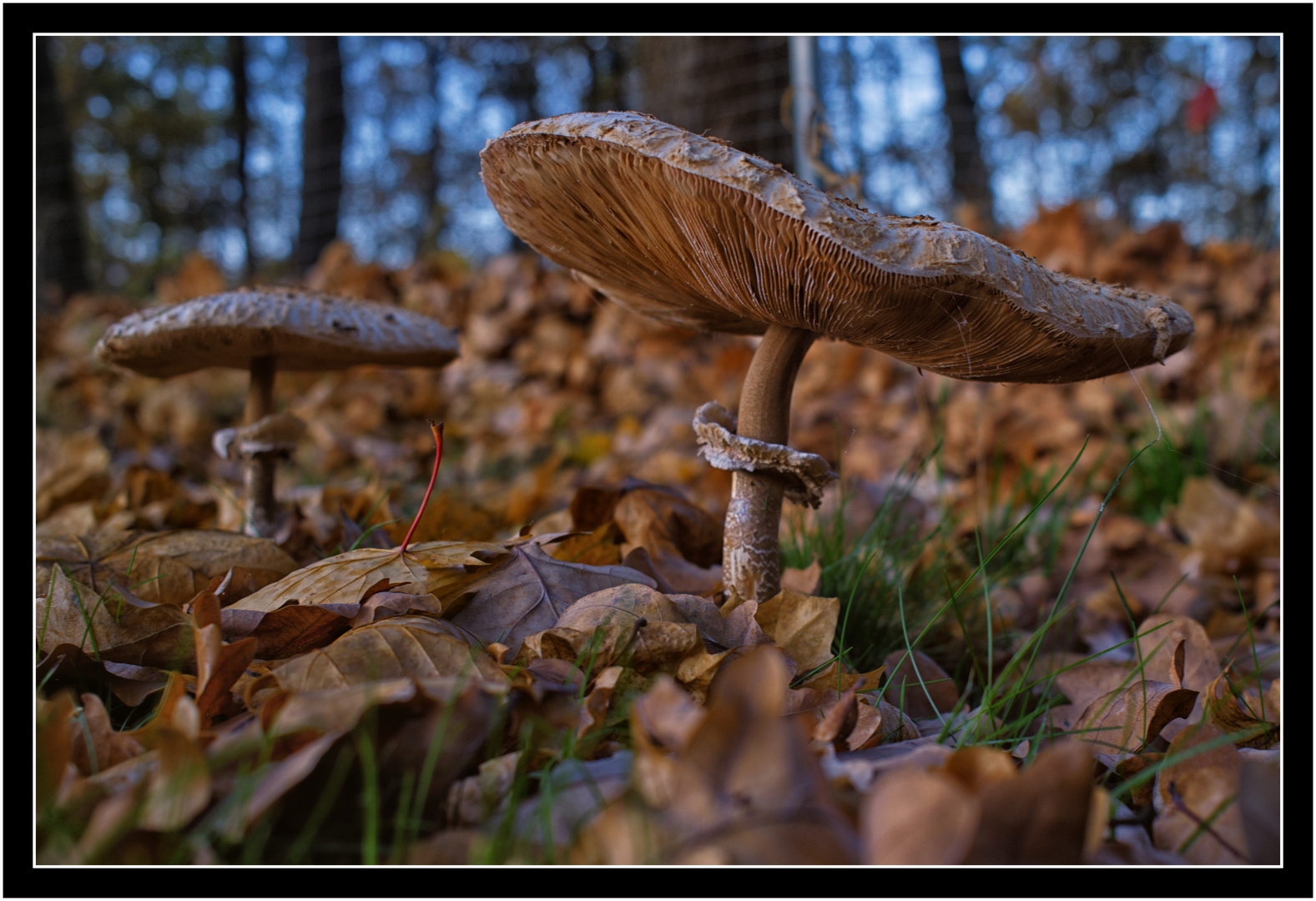 Die Zwei (Pilze) im Walde  ( # DSCF0105 rh)