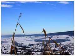 - Die zwei vergessenen Maispflanzen-