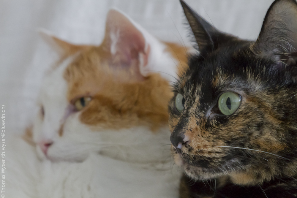 Die Zwei vom Sofa Foto & Bild tiere, haustiere, katzen Bilder auf
