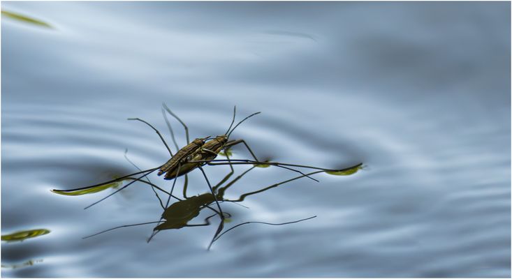 Die zwei Wasserläufer.....