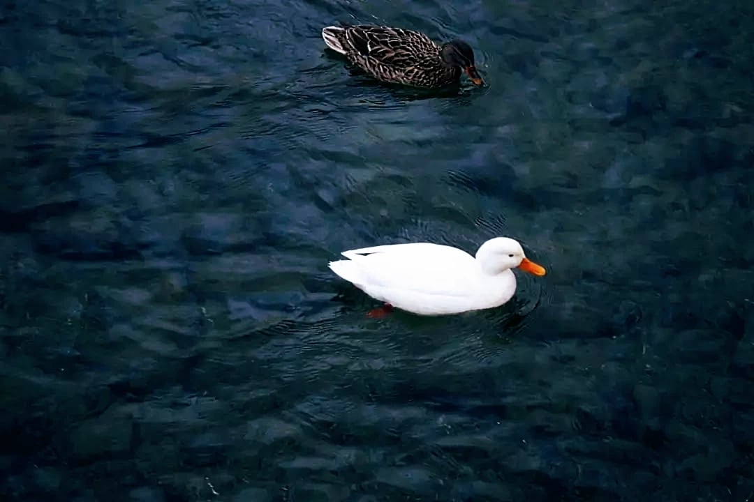 Die zwei wunderschöne Enten auf Vierwaldstättersee