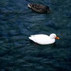 Die zwei wunderschöne Enten auf Vierwaldstättersee