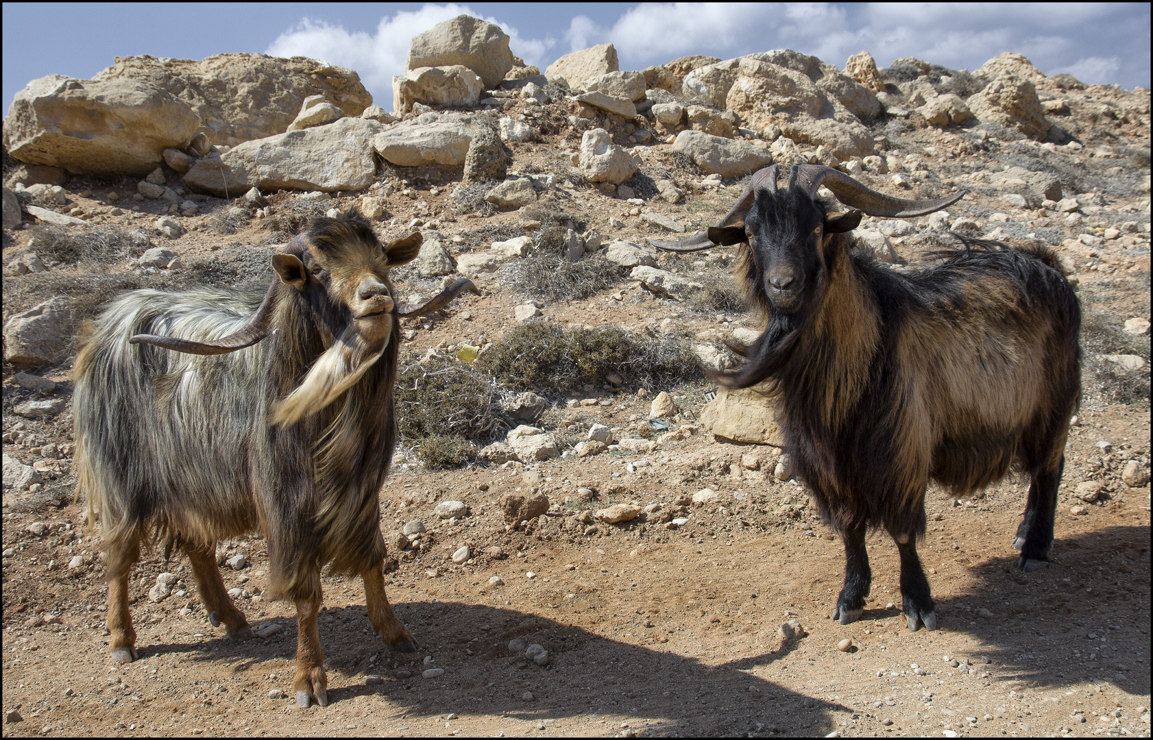 die zwei ziegenböcke (karpathos)